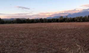 Read more about the article Από 38 λεπτά τα συμβόλαια στο σκληρό στάρι της νέας χρονιάς