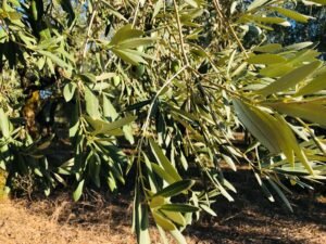 Read more about the article Μεγάλη πράξη πώλησης 81 τόνων ελαιολάδου