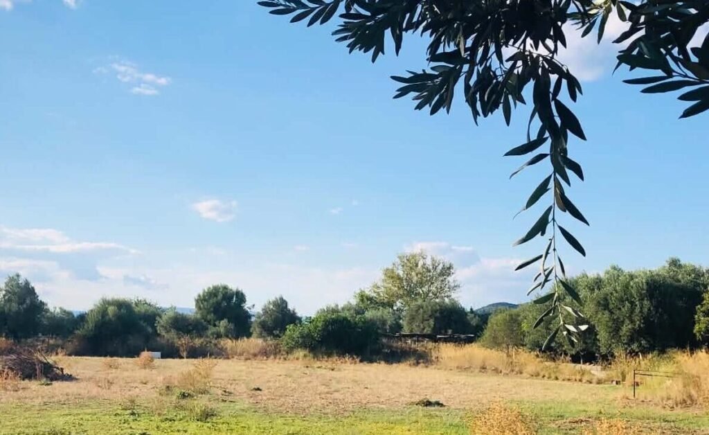 Οίκοθεν μετάταξη αγροτών από το ειδικό καθεστώς Φόρου Προστιθέμενης Αξίας στο κανονικό καθεστώς