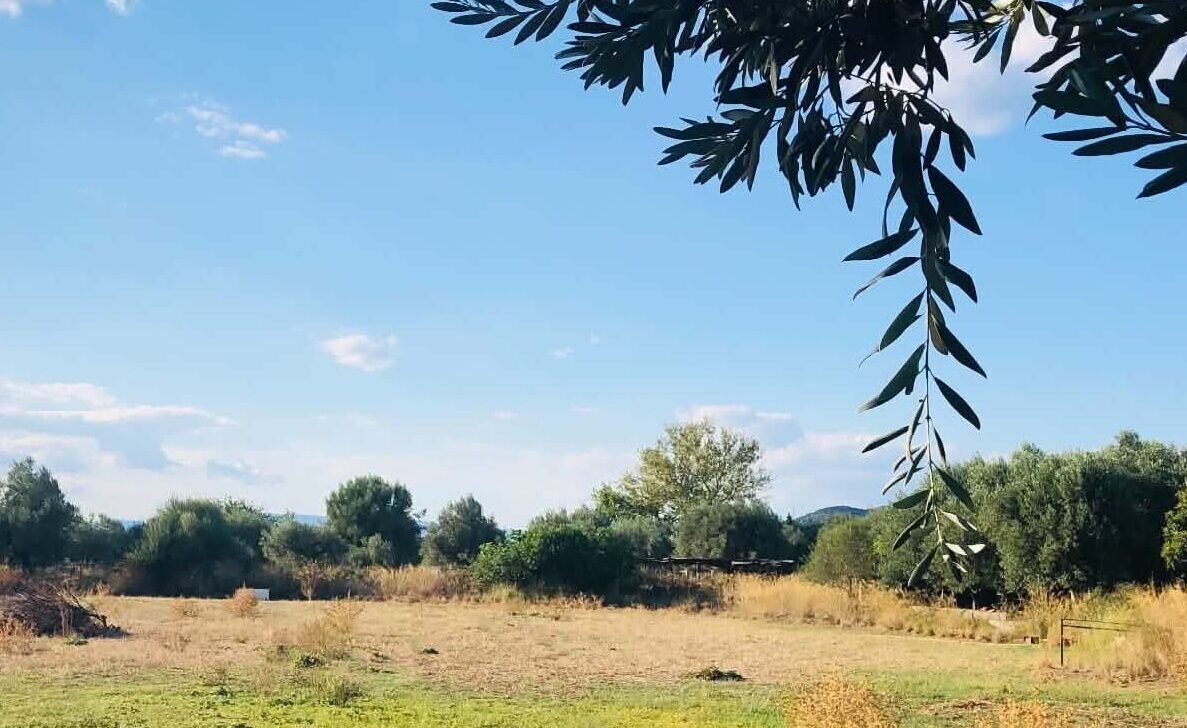 Read more about the article Ο Γιάννης Ανδριανός για τις πληρωμές επιδοτήσεων – δεν έχει αλλάξει κάτι με το ακατάσχετο