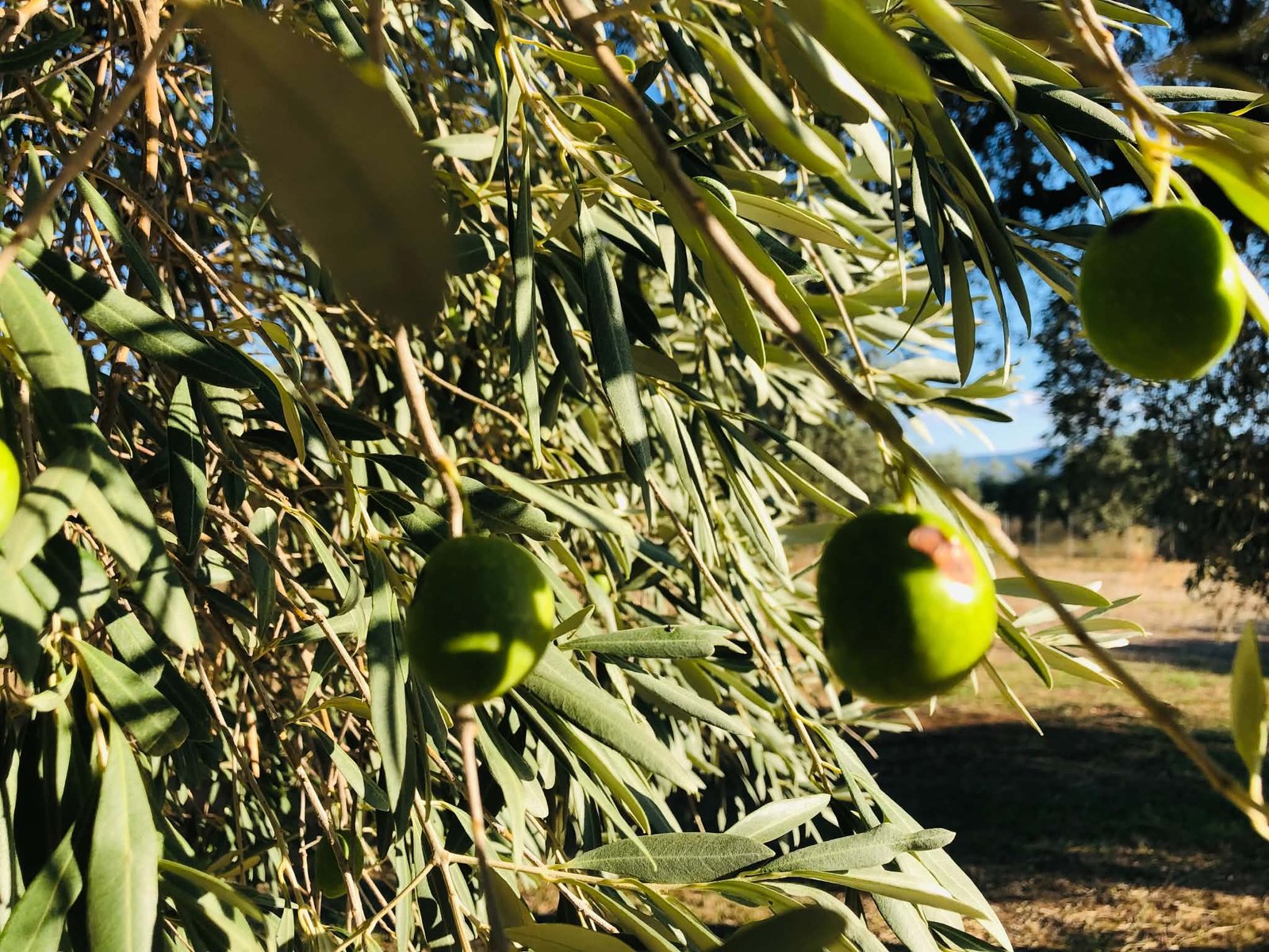 Read more about the article Αναβολή 5ης Συνεδρίασης του Εθνικού Διαλόγου για τη νέα ΚΑΠ 2028-2034 στο Ηράκλειο