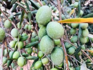 Read more about the article Μείωση παραγωγής ελιάς τη νέα χρονιά βλέπει και η ΔΟΕΠΕΛ, επιβεβαίωση Agronewsbomb