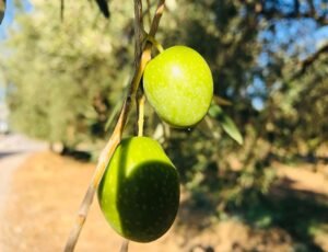Read more about the article Όλες οι τελευταίες εξελίξεις με τις τιμές ελιάς