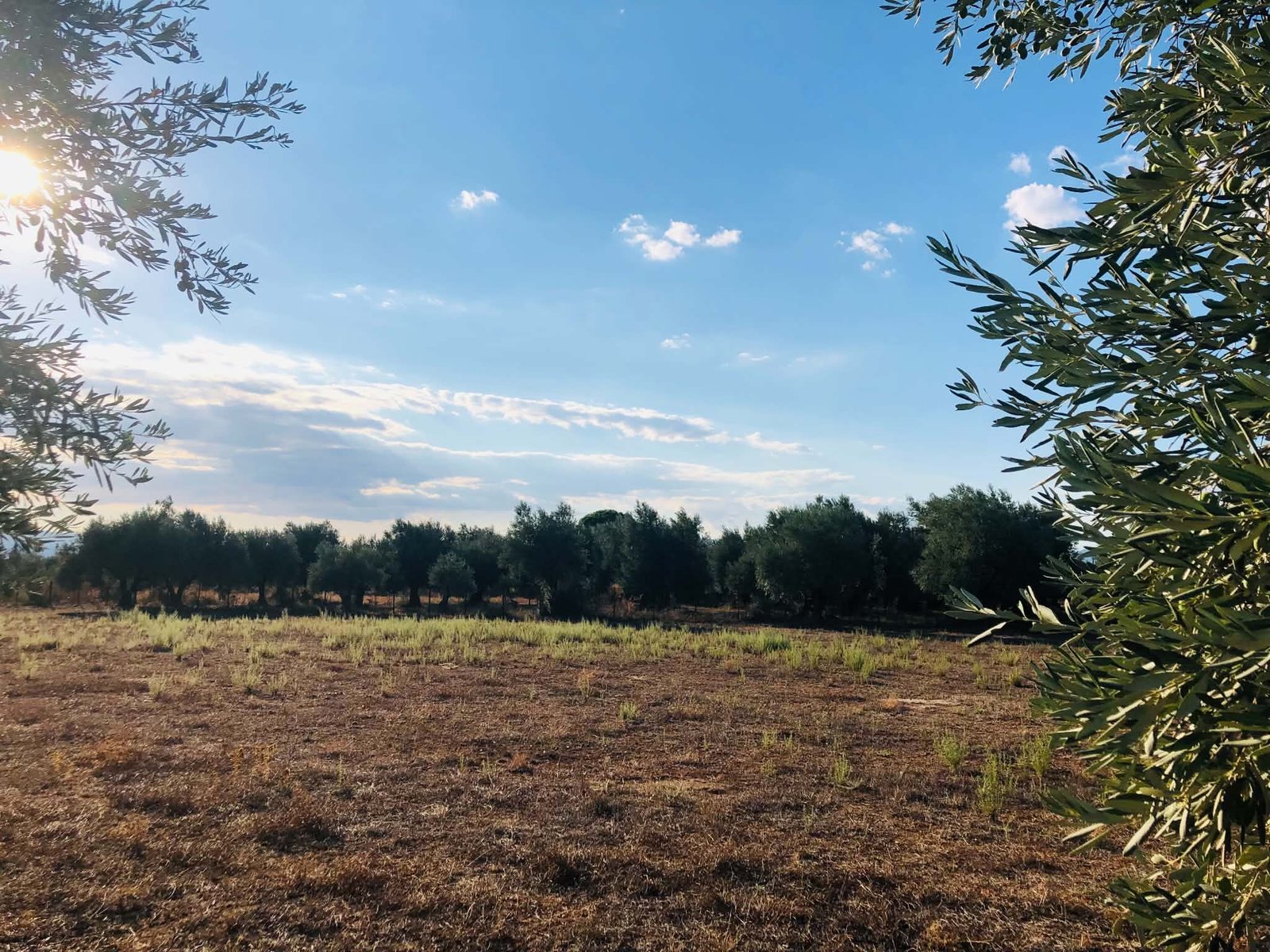 Read more about the article Οι τιμές των αγροτικών προϊόντων στην πλειονότητά τους ενισχύθηκαν