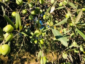 Read more about the article ΔΕΑΣ και Κωνσταντόπουλος ανακοίνωσαν τιμές για ελιές Χαλκιδικής