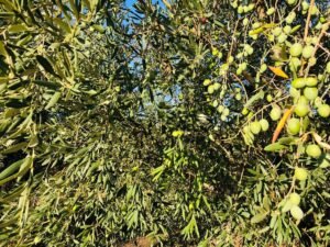Read more about the article Ακαρπία και σχινοκαρπία χτυπά την ελαιοπαραγωγή της Κρήτης