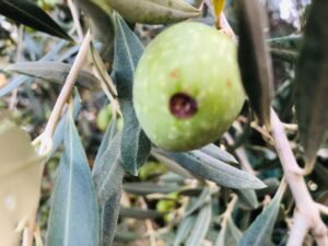 Read more about the article Πάρτι κάνει ο δάκος φέτος, ποιος θα αποζημιώσει τους παραγωγούς;