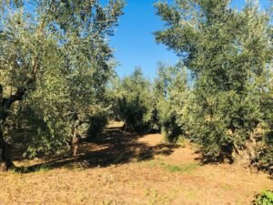 Read more about the article Με εισοδηματικά κριτήρια η 13η σύνταξη ΟΓΑ