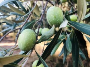 Read more about the article Ελαιοπαραγωγός: Για 80 στρ. Χαλκιδικής πήρα επιστροφή ΕΦΚ… τρία κιλά αρνί