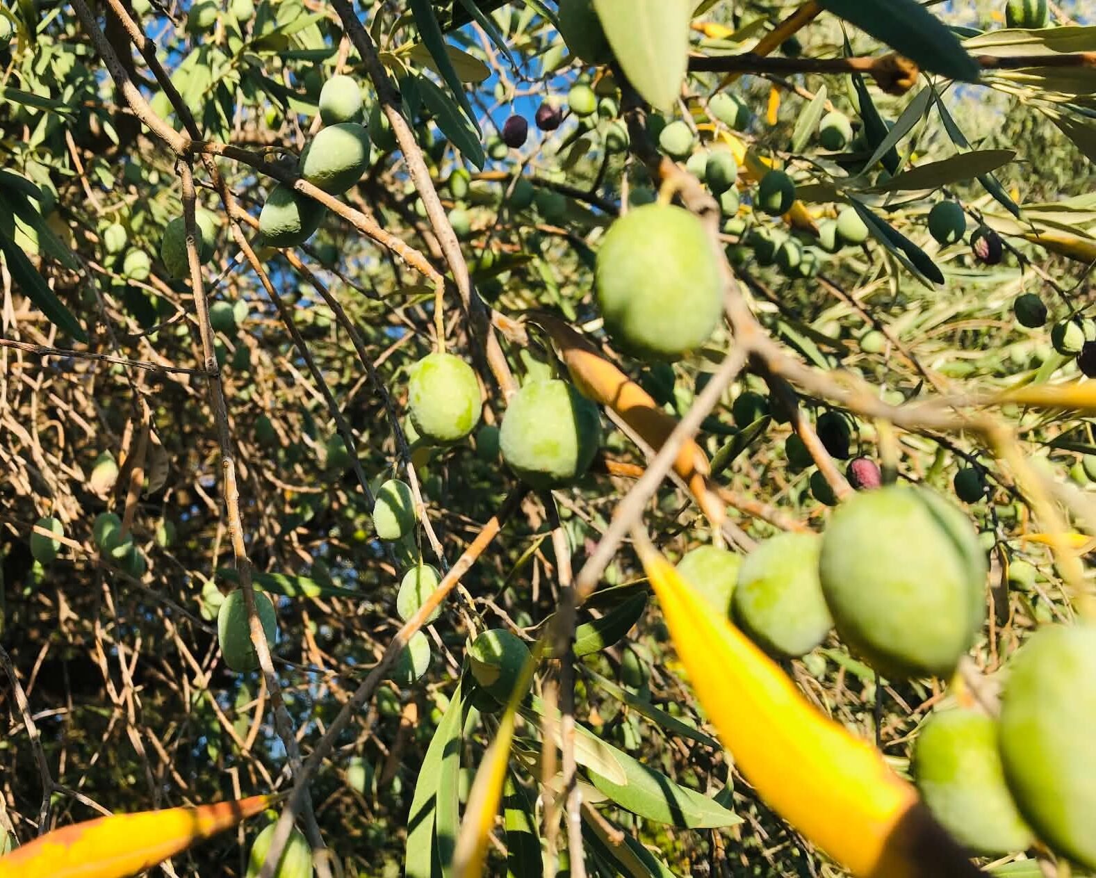 Read more about the article Έντονη ζήτηση και ανταγωνισμός για την ελιά Χαλκιδικής, ζαρωμένος πολύς καρπός λόγω ξηρασίας
