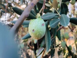 Read more about the article Δάκος και γλοιοσπόριο, η κατάσταση σε Ηλεία, Ηράκλειο, Χίο και Πιερία