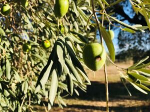 Read more about the article Ισπανία: Παρατεταμένοι καύσωνες χτυπούν την ελαιοπαραγωγή