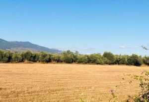 Read more about the article Νέα προθεσμία για τις μεταβιβάσεις δικαιωμάτων
