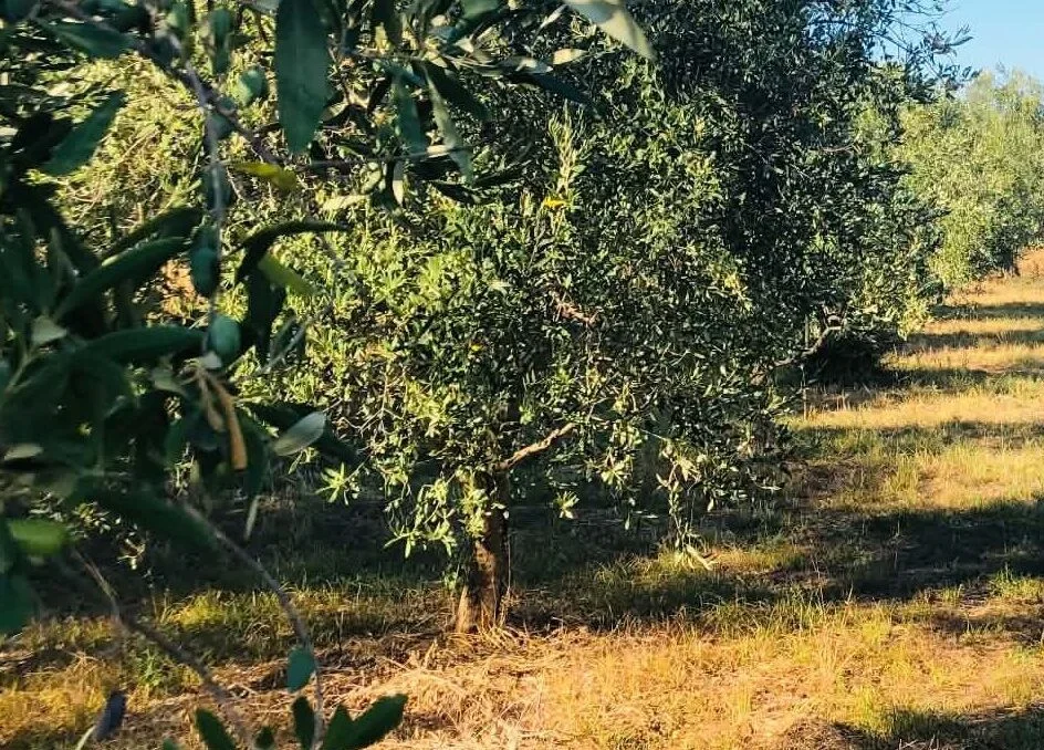 Read more about the article Βγήκαν τα πρώτα αγουρέλαια, τι γίνεται σε Λακωνία, Μεσσηνία και Κρήτη