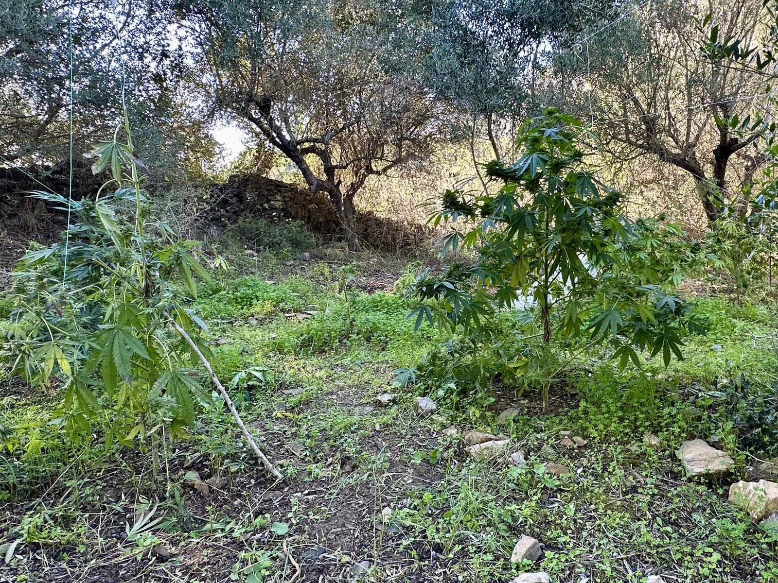 Read more about the article Εντοπίστηκε φυτεία με 71 δενδρύλλια κάνναβης, κατασχέθηκαν περισσότερα από 36 κιλά κάνναβης