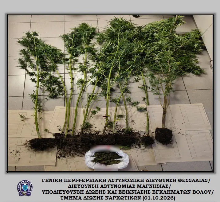 Read more about the article Συνελήφθη ημεδαπός για παράβαση της νομοθεσίας περί ναρκωτικών, κατασχέθηκαν δενδρύλλια κάνναβης