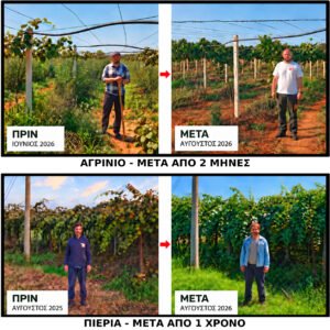 Read more about the article Ολοκληρωμένη “συμβουλευτική” στην καλλιέργεια της ακτινιδιάς